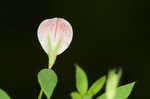 American bird's-foot trefoil